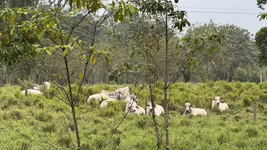 Exclusiva Finca Multipropósito en el Caribe: Residencia, Agricultura y Ganadería en Guápiles, Limón - Imagen 4