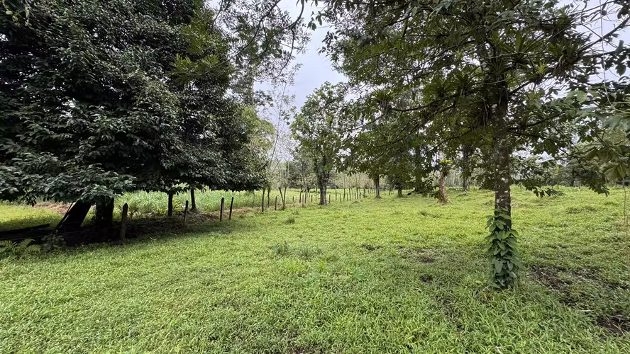 Exclusiva Finca Multipropósito en el Caribe: Residencia, Agricultura y Ganadería en Guápiles, Limón - Imagen 2