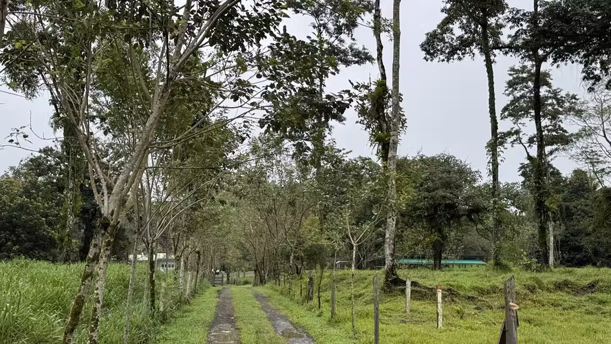Exclusiva Finca Multipropósito en el Caribe: Residencia, Agricultura y Ganadería en Guápiles, Limón - Imagen 5