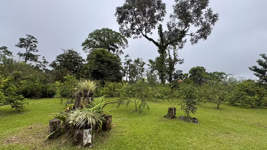 Exclusiva Finca Multipropósito en el Caribe: Residencia, Agricultura y Ganadería en Guápiles, Limón - Imagen 9