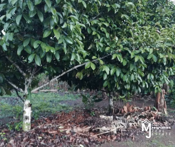 Venta de Lote en Pérez Zeledón