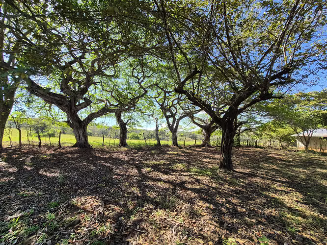 Venta de lote residencial en San Joaquín, Puntarenas - Imagen 8