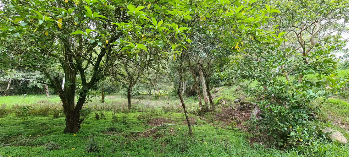 Venta 2 ha + 4,512 m2 terreno plano c/río al fondo Santa María de Dota centro