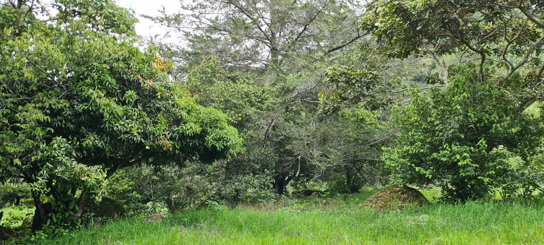 Venta 2 ha + 4,512 m2 terreno plano c/río al fondo Santa María de Dota centro