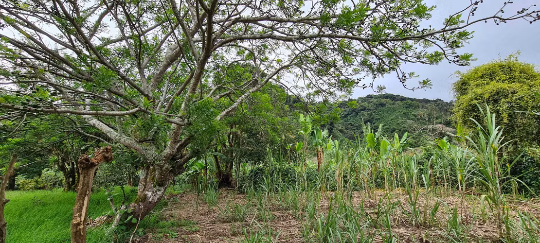 Venta 2 ha + 4,512 m2 terreno plano c/río al fondo Santa María de Dota centro