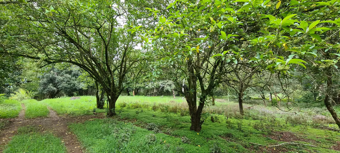 Venta 2 ha + 4,512 m2 terreno plano c/río al fondo Santa María de Dota centro