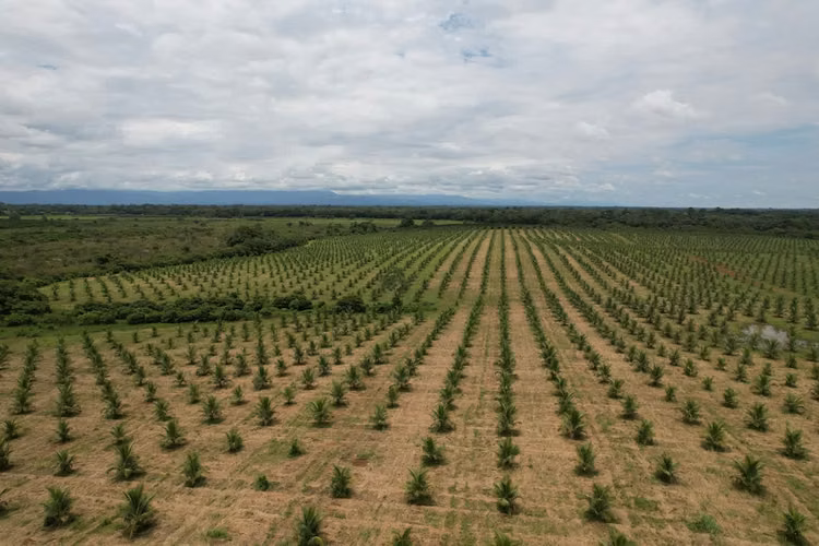 Finca en producción. Zona Norte de Costa Rica. - Imagen 2