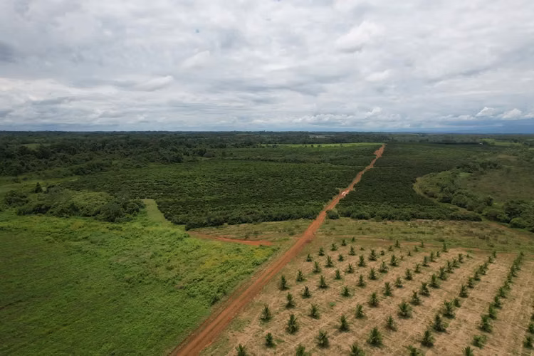 Finca en producción. Zona Norte de Costa Rica. - Imagen 4