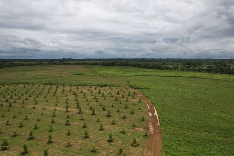 Finca en producción. Zona Norte de Costa Rica. - Imagen 5
