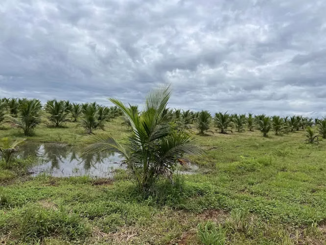 Finca en producción. Zona Norte de Costa Rica. - Imagen 15