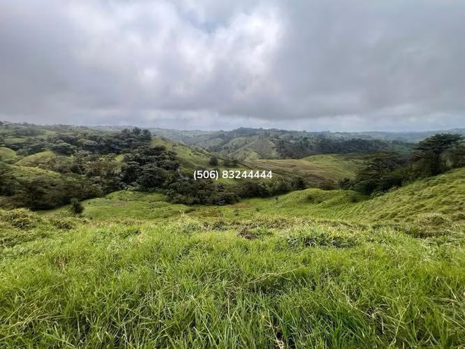 VENTA DE FINCA EN SAN RAMÓN - Imagen 7