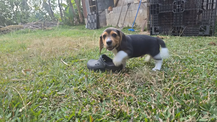 BEAGLE 2 MESES HEMBRA/MACHO 29 JULIO 2026 perrosalfak9.com