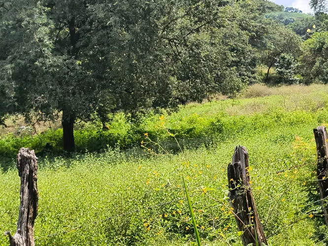 SE VENDE FINCA GANADERA EN GUANACASTE! 222 HECTÁREAS FI-136 - Imagen 6