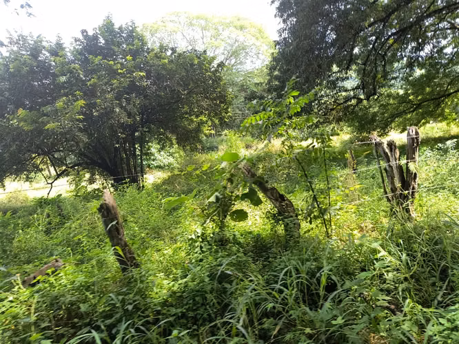 SE VENDE FINCA GANADERA EN GUANACASTE! 222 HECTÁREAS FI-136 - Imagen 2