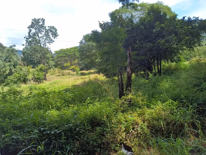 SE VENDE FINCA GANADERA EN GUANACASTE! 222 HECTÁREAS FI-136 - Imagen 3