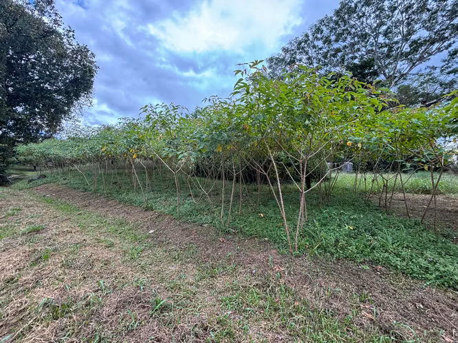 Venta de terreno con tres casas. San Mateo, Alajuela (SV)