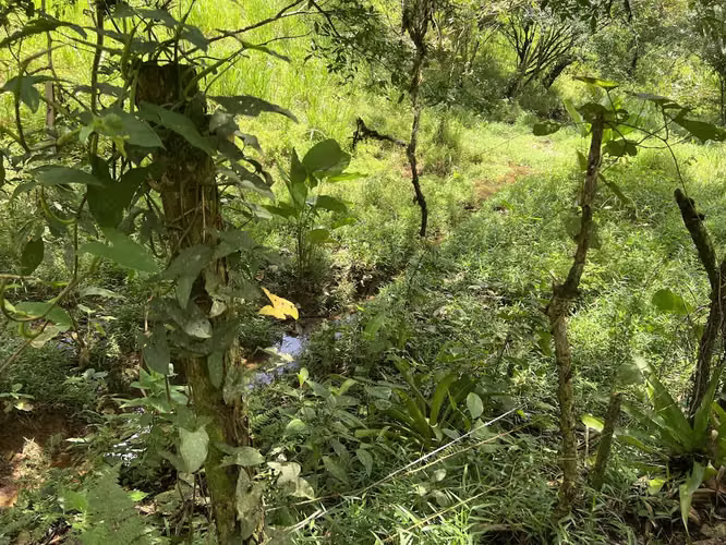 Finca en venta en Venecia de San Carlos.
