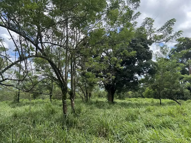 Finca en venta en Venecia de San Carlos.