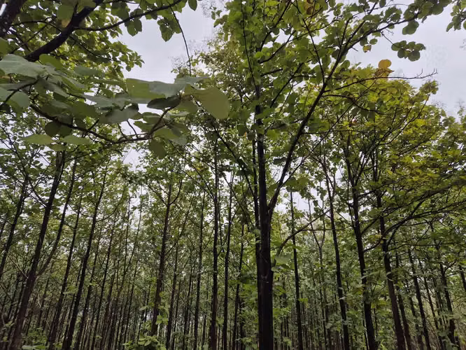 Finca de Teca de Primera en Venta – 75 Hectáreas en La Cruz