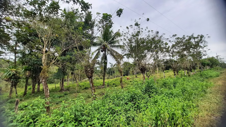 FINCA CON PRECIO DE OPORTUNIDAD, GUATUSO, ALAJUELA - Imagen 16