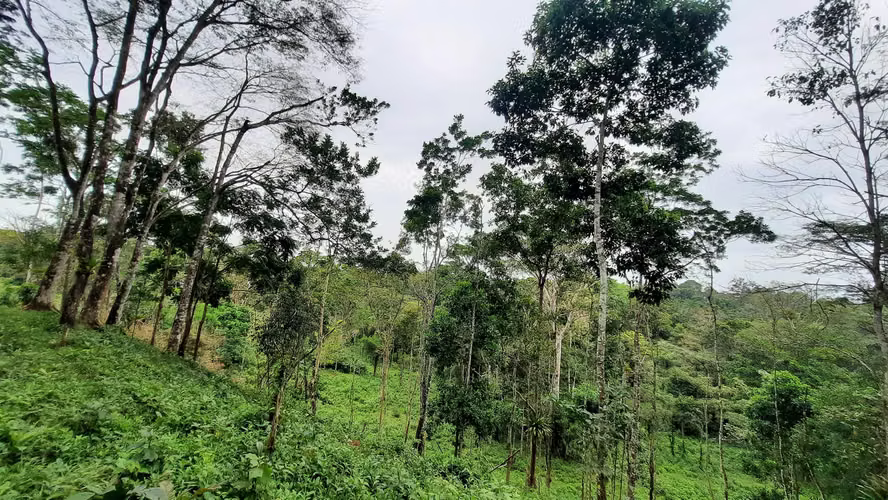 Finca con Potencial Agrícola y Turístico – 8 ha, Alajuela, Guatuso - Imagen 5