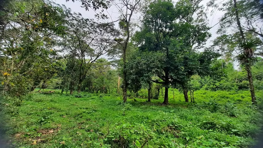 Finca con Potencial Agrícola y Turístico – 8 ha, Alajuela, Guatuso - Imagen 3