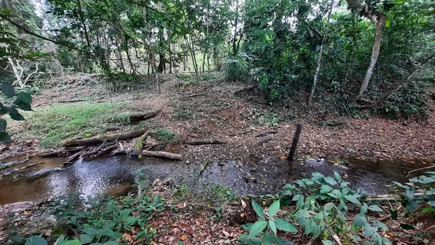FINCA CON PRECIO DE OPORTUNIDAD, GUATUSO, ALAJUELA - Imagen 13