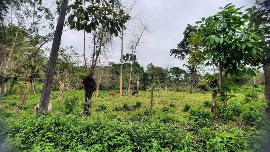 Finca con Potencial Agrícola y Turístico – 8 ha, Alajuela, Guatuso - Imagen 6