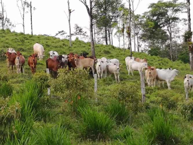FINCA GANADERA CON  CASA, GUATUSO,ALAJUELA - Imagen 7