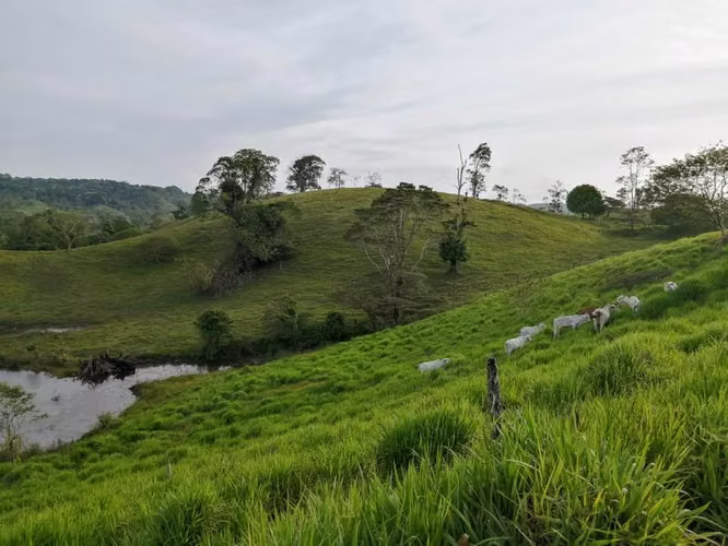 FINCA GANADERA CON  CASA, GUATUSO,ALAJUELA - Imagen 11