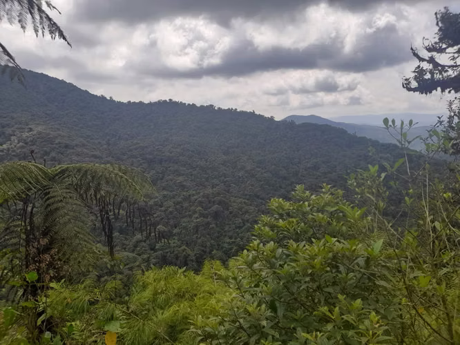 FINCA PARA COMPENSACION DE OXIGENO, SAN RAMÓN, ALAJUELA - Imagen 2