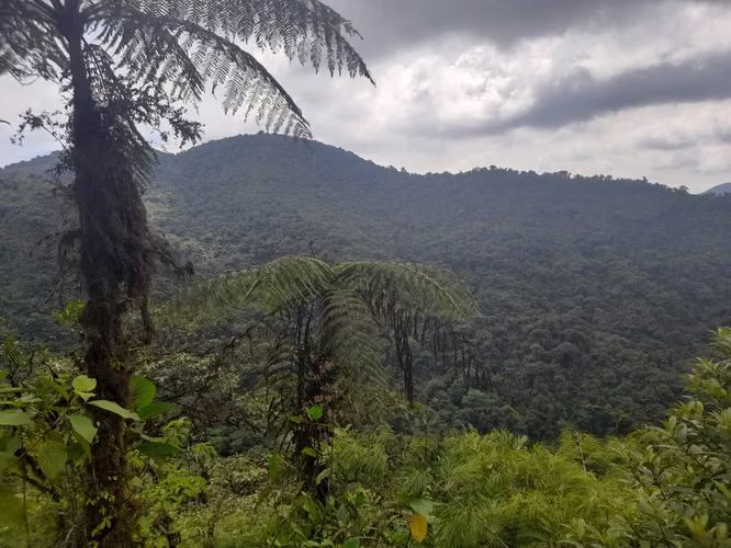 FINCA PARA COMPENSACION DE OXIGENO, SAN RAMÓN, ALAJUELA - Imagen 7