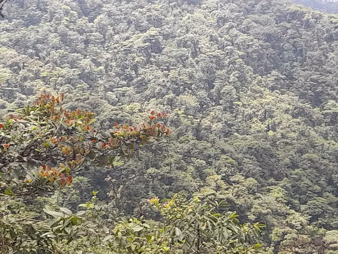 FINCA PARA COMPENSACION DE OXIGENO, SAN RAMÓN, ALAJUELA - Imagen 5