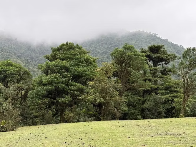 FINCA EN  BOSQUE NUBOSO,LA PAZ, SAN RAMÓN, ALAJUELA - Imagen 3