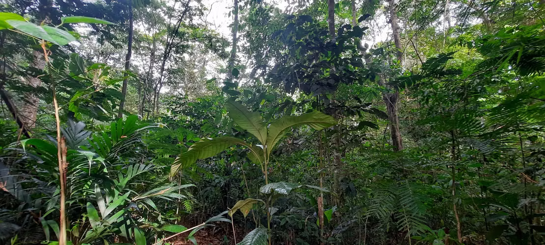 DE OPORTUNIDAD! TERRENO EN CANTON DE RIO CUARTO, ALAJUELA - Imagen 7