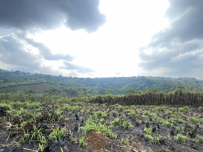 CUATRO HECTAREAS CON VISTA PANORÁMICA, SAN RAMÓN, ALAJUELA - Imagen 13