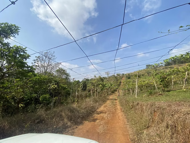 CUATRO HECTAREAS CON VISTA PANORÁMICA, SAN RAMÓN, ALAJUELA - Imagen 6