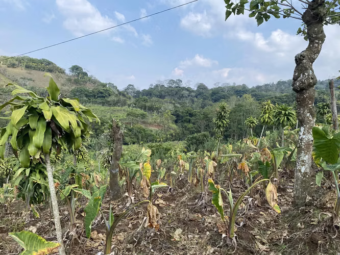 Gran Terreno con Vista Panorámica, San Ramón, Alajuela - Imagen 6