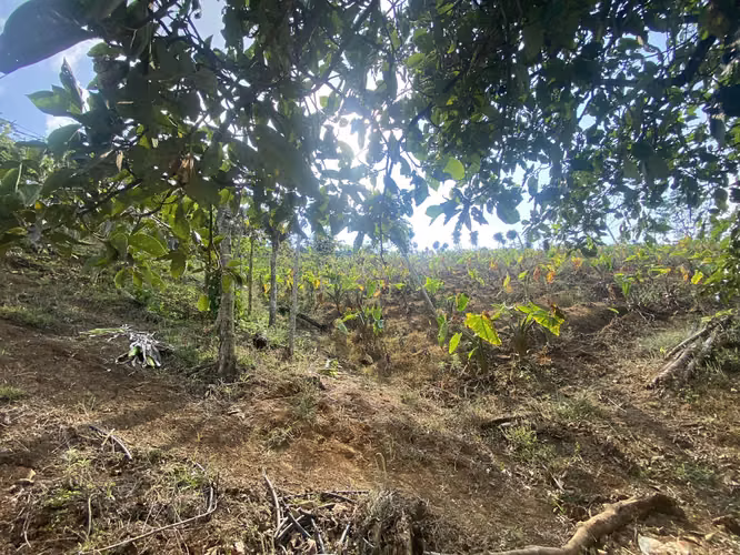 CUATRO HECTAREAS CON VISTA PANORÁMICA, SAN RAMÓN, ALAJUELA - Imagen 9