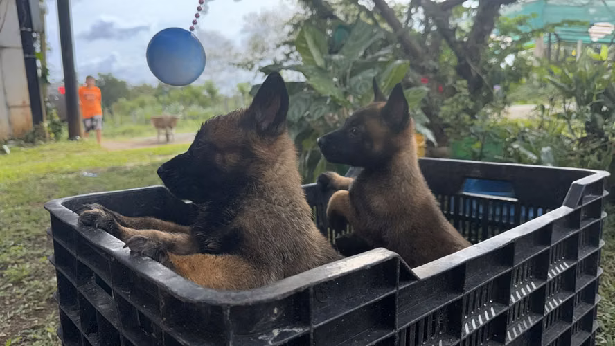 PASTORES BELGA MALINOIS MACHOS/HEMBRAS 29 JULIO 2026 Perrosalfak9.com