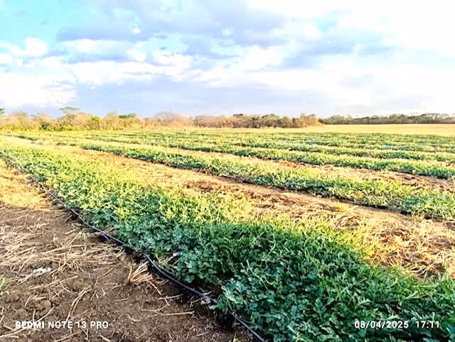 Venta finca Guanacaste Bagaces 85 HECT TERMALES  - Imagen 32