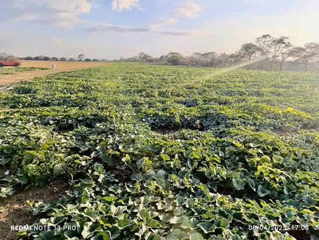 Venta finca Guanacaste Bagaces 85 HECT TERMALES  - Imagen 31