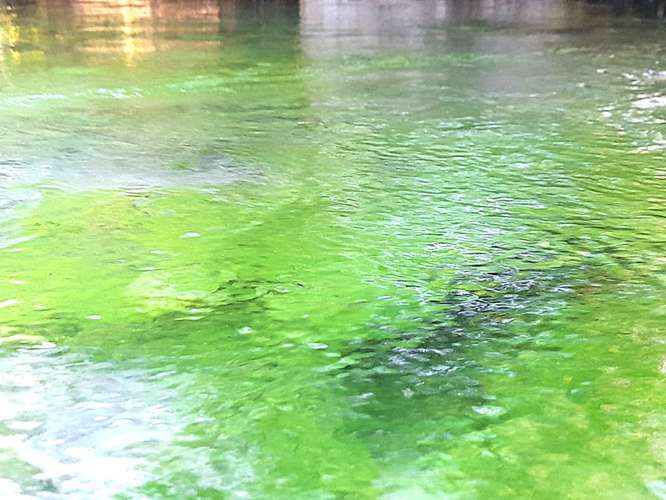 VENTA FINCA GANADERA GUANACASTE GUAYABO CON AGUAS TERMALES - Imagen 17