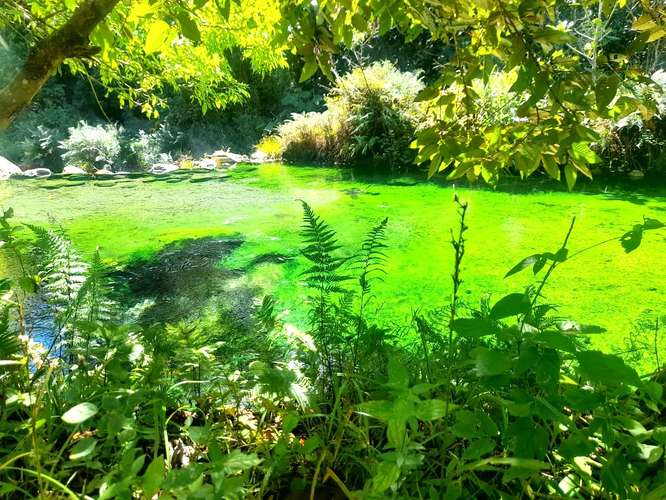 VENTA FINCA GANADERA GUANACASTE GUAYABO CON AGUAS TERMALES - Imagen 18