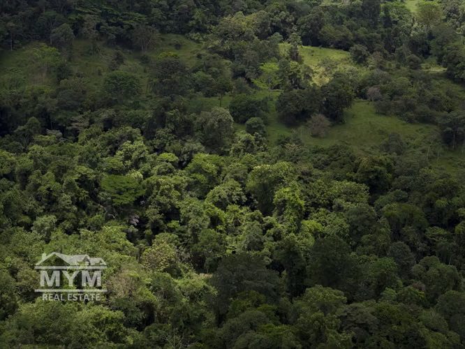 Venta de Finca Limon - Imagen 11