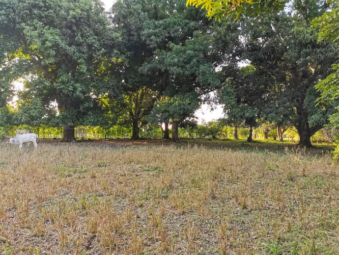Venta de Lote en Orotina 9.644 m2 LISTO PARA CONSTRUIR. - Imagen 2