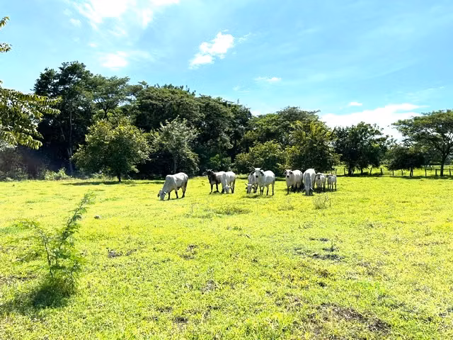 Venta finca Guanacaste Colorado Abangares FINANC - Imagen 1