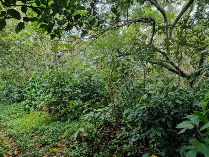 Lote en venta en Sarchi, 5,322 m2 (1.315 acres)