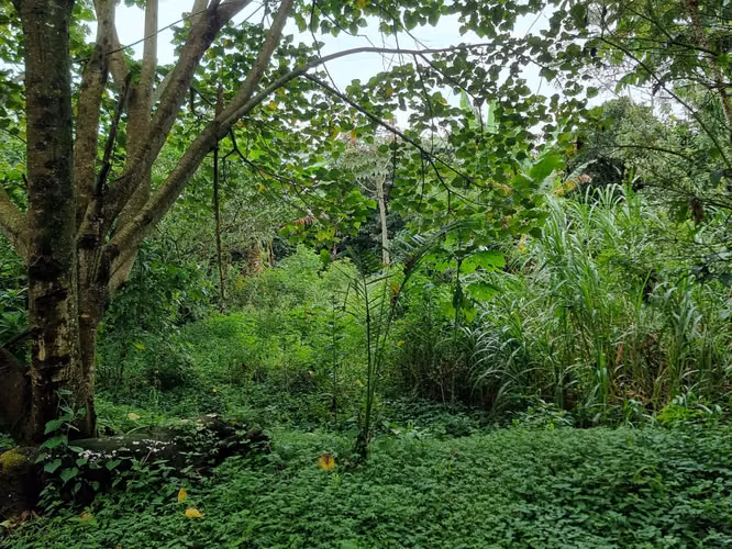 Lote en venta en Sarchi, 5,322 m2 (1.315 acres)