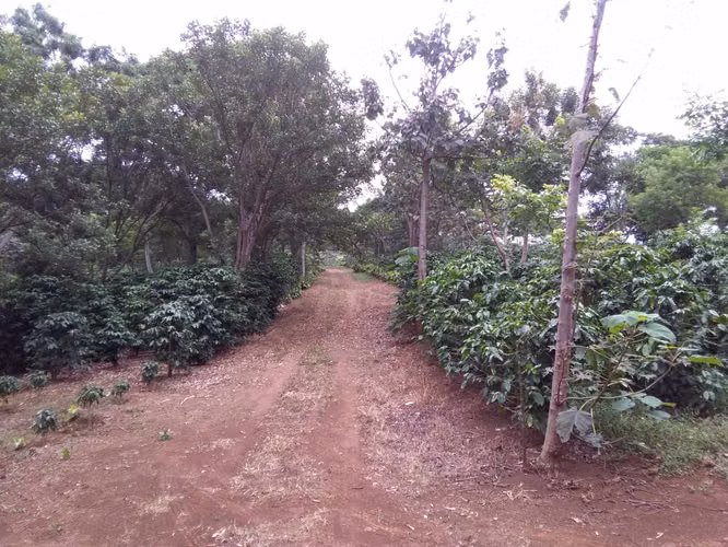 Finca cafetalera en venta Naranjo Alajuela